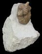 Nice Asaphus Punctatus Trilobite - Russia #31300-1